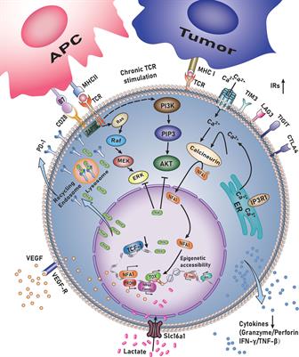 TOX regulates T lymphocytes differentiation and its function in tumor